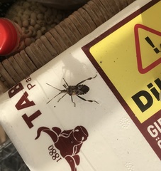 Leptoglossus occidentalis