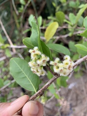 Ximenia