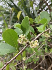 Ximenia
