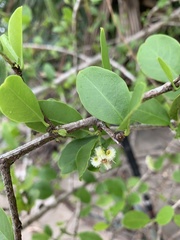 Ximenia