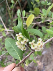 Ximenia