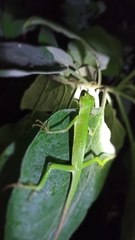 Bronchocela jubata