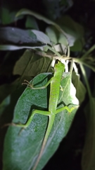 Bronchocela jubata