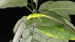 Bronchocela jubata