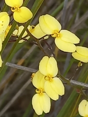 Stylidium luteum