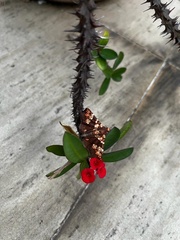 Saroba pustulifera