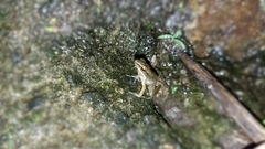 Chalcorana chalconota