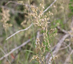 Melica nitens