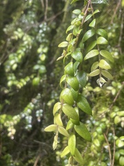 Metrosideros colensoi
