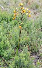 Diuris semilunulata