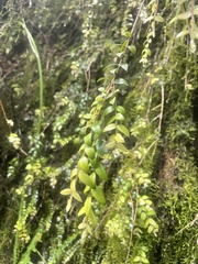 Metrosideros colensoi