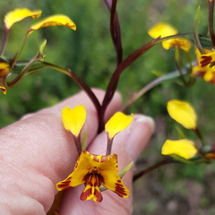 Diuris semilunulata