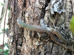 Rhinerrhiza divitiflora