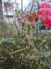 Cyperus longus longus