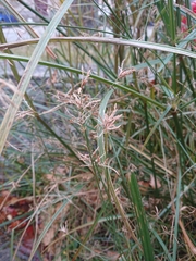 Cyperus longus longus