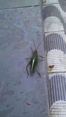 Orthoptera
