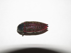 Stigmodera sanguinosa