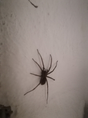 Araneae