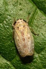 Allygidius abbreviatus