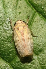 Allygidius abbreviatus