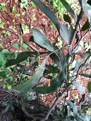 Acacia fasciculifera