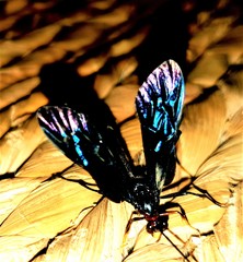 Osprynchotus gueinzii