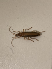 Thelyphassa lineata