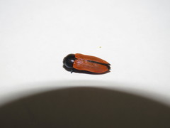 Castiarina parallelipennis