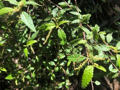 Acalypha eremorum