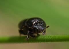 Onthophagus taurus