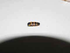 Castiarina pallidiventris