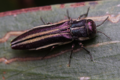 Agrilus raphelisi