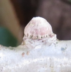 Andricus testaceipes