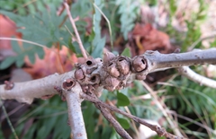 Andricus testaceipes