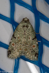 Maliattha concinnimacula