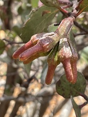 Eucalyptus platypus