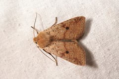 Agrochola blidaensis