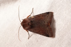 Agrochola haematidea