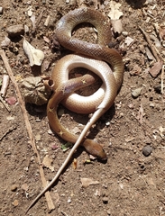 Lycodon anamallensis