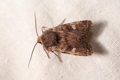 Dryobota labecula