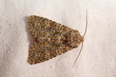 Polymixis flavicincta