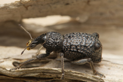Zymaus binodosus