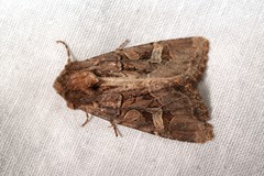 Trigonophora jodea