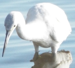Egretta caerulea