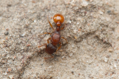 Tetramorium fuscipes
