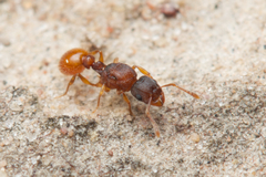 Tetramorium fuscipes