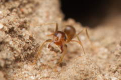 Iridomyrmex pallidus