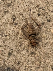 Gryllodes sigillatus