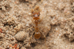 Iridomyrmex pallidus