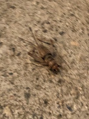 Gryllodes sigillatus